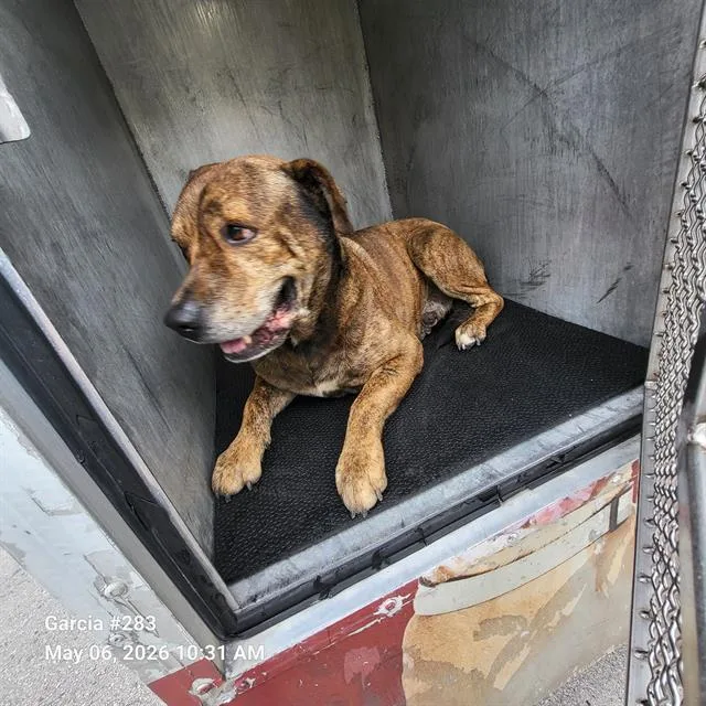 An adult medium-sized male American Staffordshire Terrier dog named Ranger for adoption in San Antonio, TX