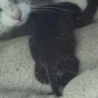 A baby small-sized female Black Domestic Short Hair cat named Breadstick for adoption in Norman, OK