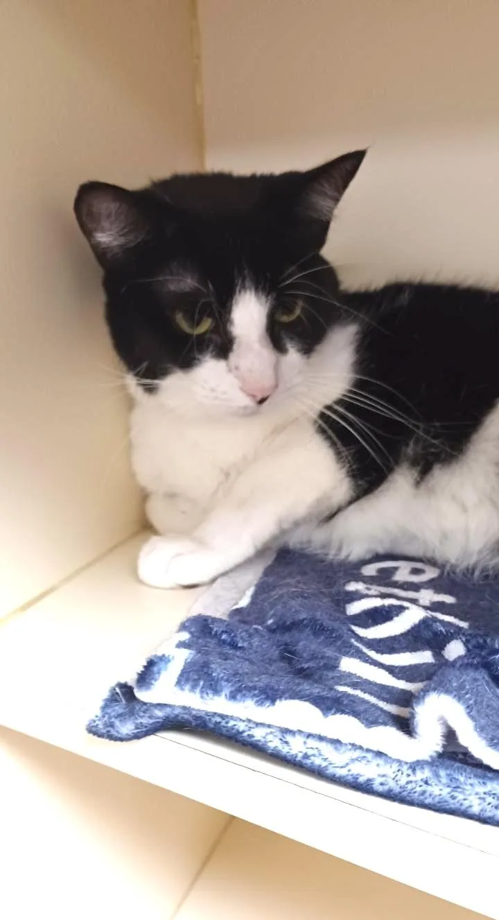 An adult medium-sized female Black Domestic Short Hair cat named Moola for adoption in Elyria, OH