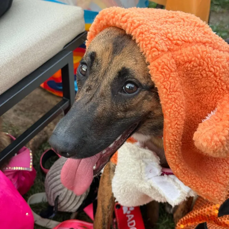 A young medium-sized female Brindle Mixed Breed dog named Sugar for adoption in Red House, WV