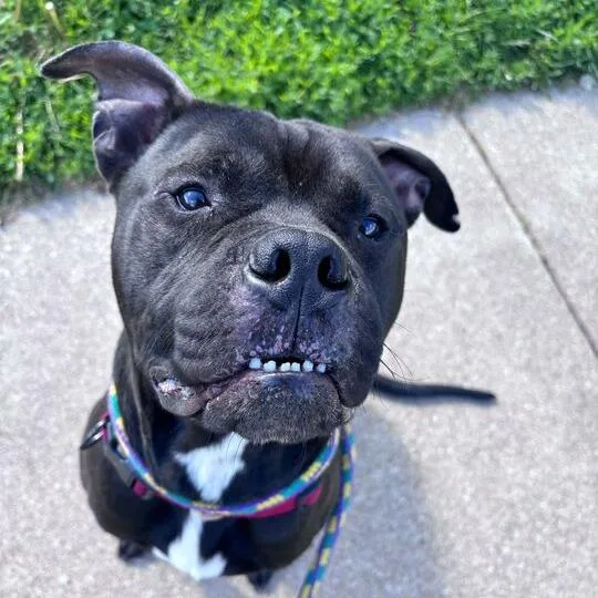 An adult large-sized male Black Mixed Breed dog named Divinci for adoption in Davenport, IA