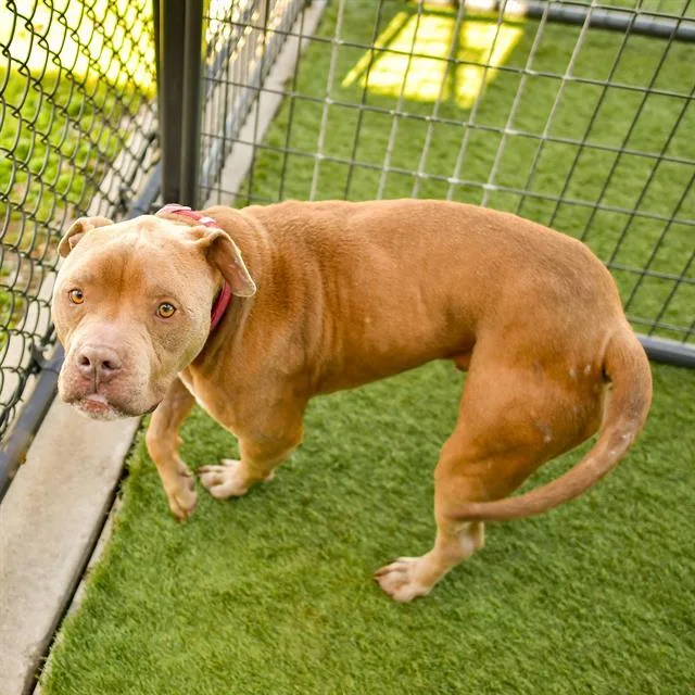 An adult large-sized male Pit Bull Terrier dog named Diesel for adoption in Dallas, TX