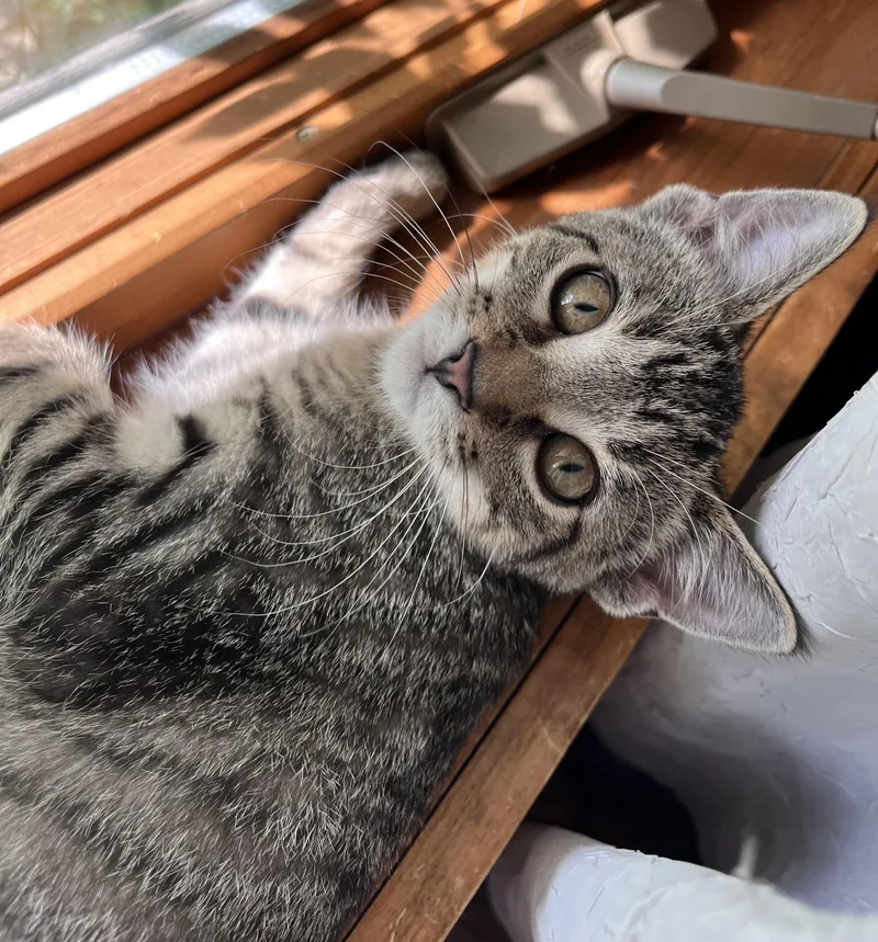 A baby medium-sized male Tabby (Brown / Chocolate) Tabby cat named Fairfax for adoption in Lombard, IL