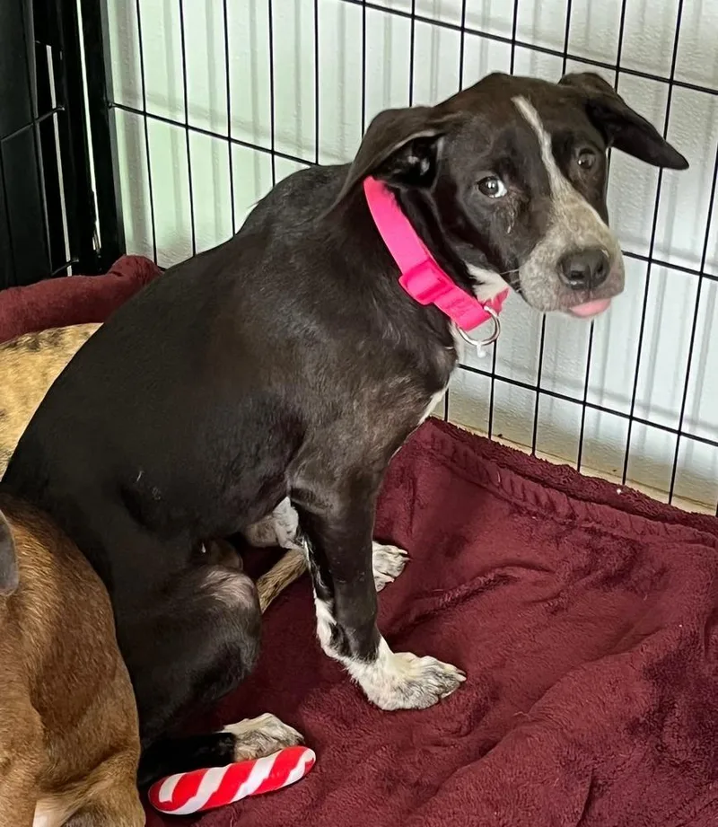 A baby small-sized female Tricolor (Brown, Black, & White) Catahoula Leopard Dog dog named Armi for adoption in Lakeland, FL