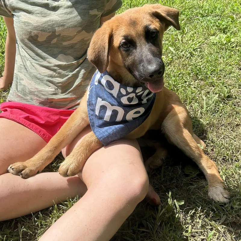 A baby large-sized female Yellow / Tan / Blond / Fawn German Shepherd Dog dog named Adia Avenger for adoption in Andover, MA