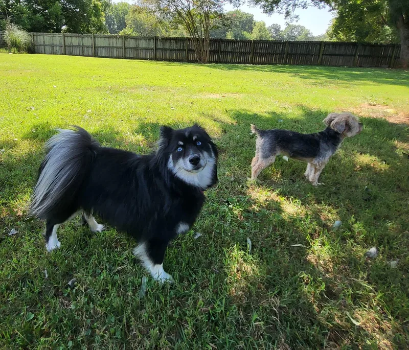 A young small-sized female Black Pomsky dog named Rose for adoption in Salisbury, NC