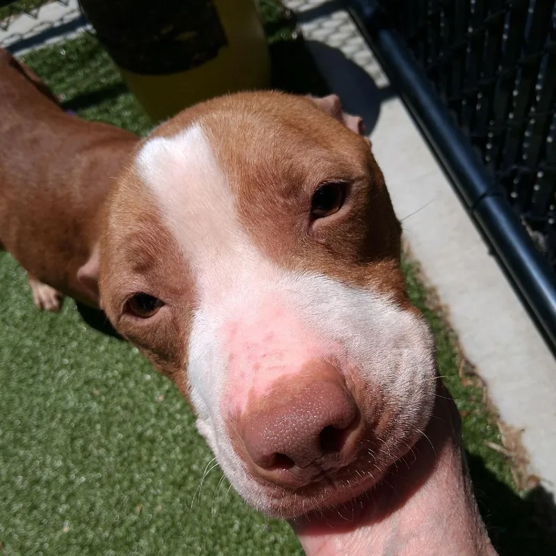 A young medium-sized female Red / Chestnut / Orange Pit Bull Terrier dog named Red Robin for adoption in Greensboro, NC
