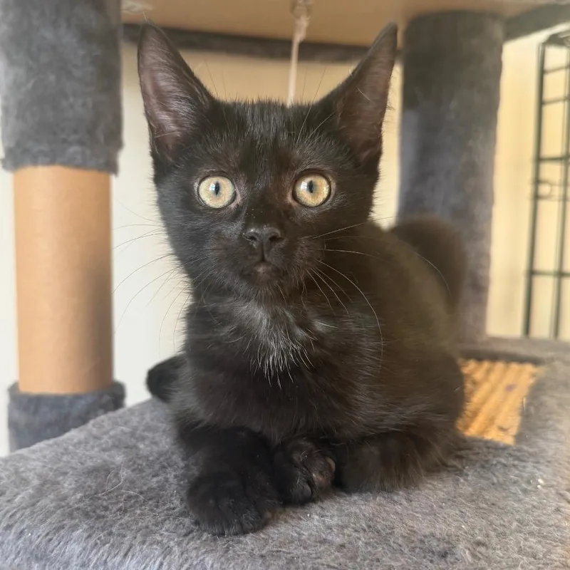 A baby small-sized female Black Domestic Short Hair cat named Rosemary for adoption in Durham, NC