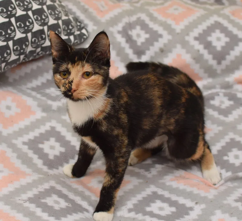 A baby small-sized female Calico cat named Rory for adoption in Hockessin, DE