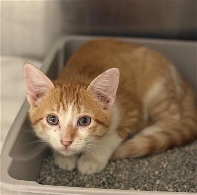 A baby small-sized male Domestic Medium Hair cat named Zoomie for adoption in Conroe, TX