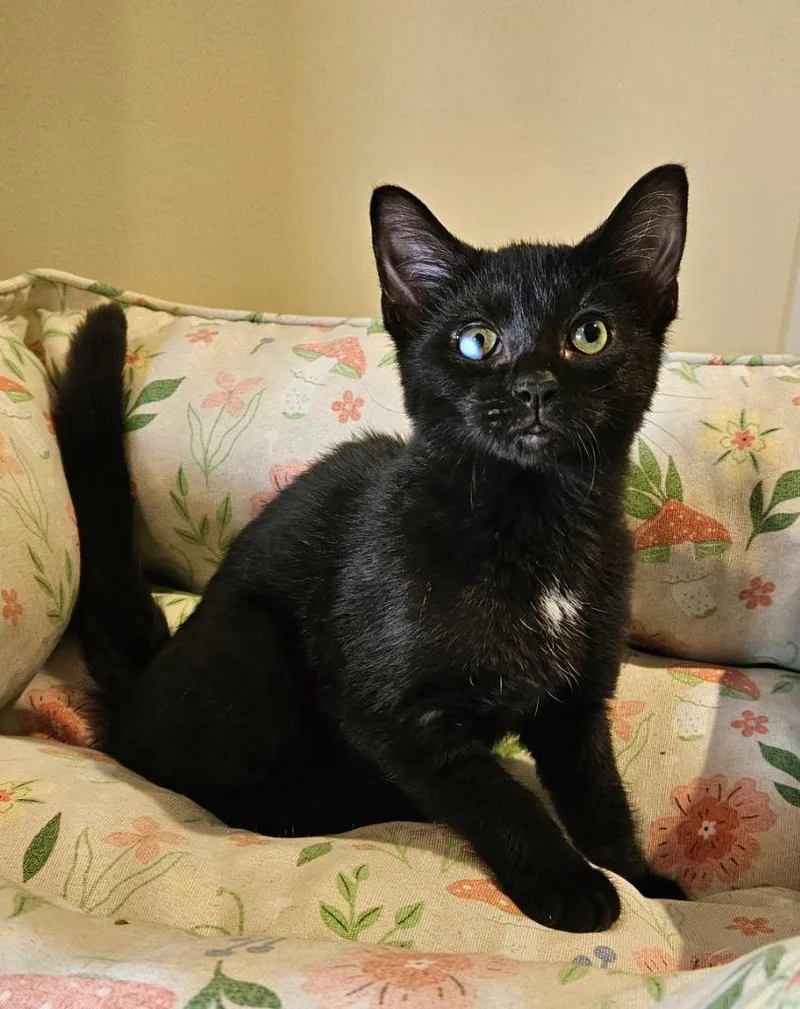 A baby small-sized female Domestic Short Hair cat named Shriek for adoption in Fremont, OH