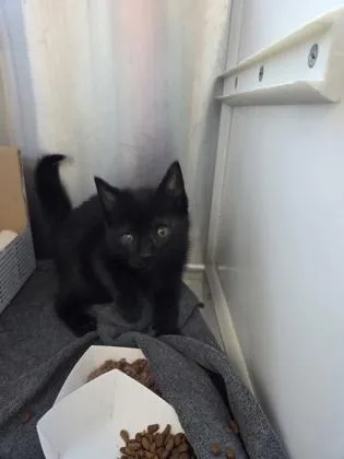 A baby small-sized female Domestic Short Hair cat named Reverie for adoption in Westland, MI