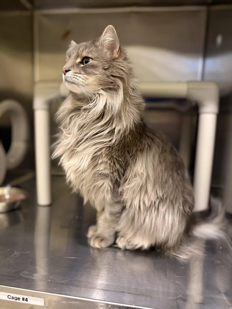 An adult medium-sized male Norwegian Forest Cat cat named Loki for adoption in Flint Hill, VA