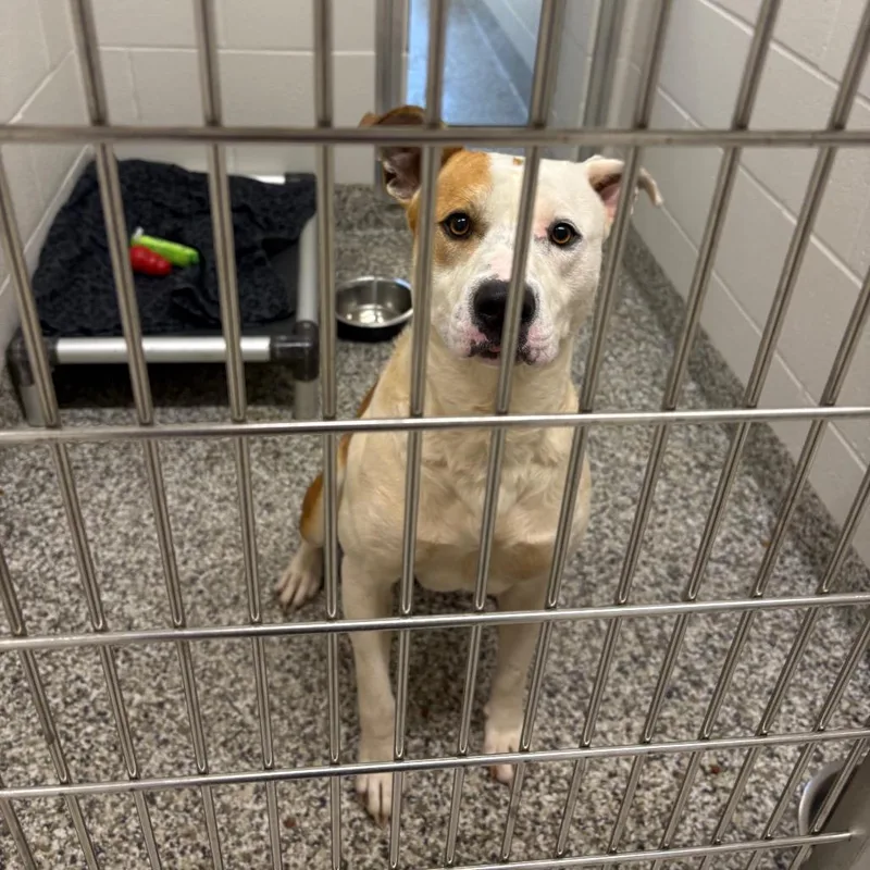 A young medium-sized male Yellow / Tan / Blond / Fawn Pit Bull Terrier dog named Bruiser for adoption in Morganton, NC