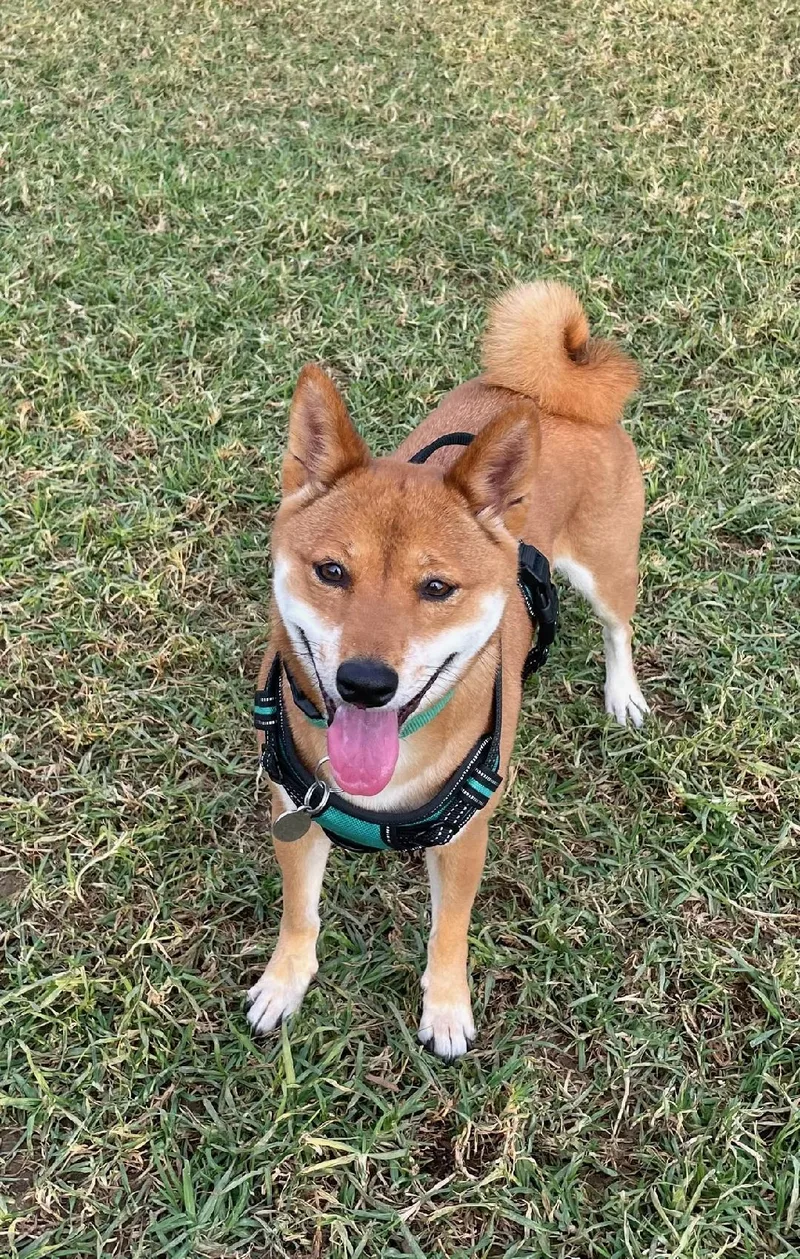 An adult small-sized female Red / Chestnut / Orange Shiba Inu dog named Subie for adoption in Encino, CA