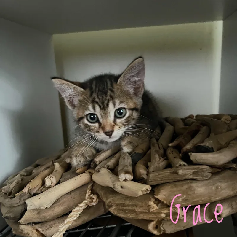 A baby medium-sized female Tabby (Brown / Chocolate) Domestic Short Hair cat named Grace for adoption in Bethel, OH