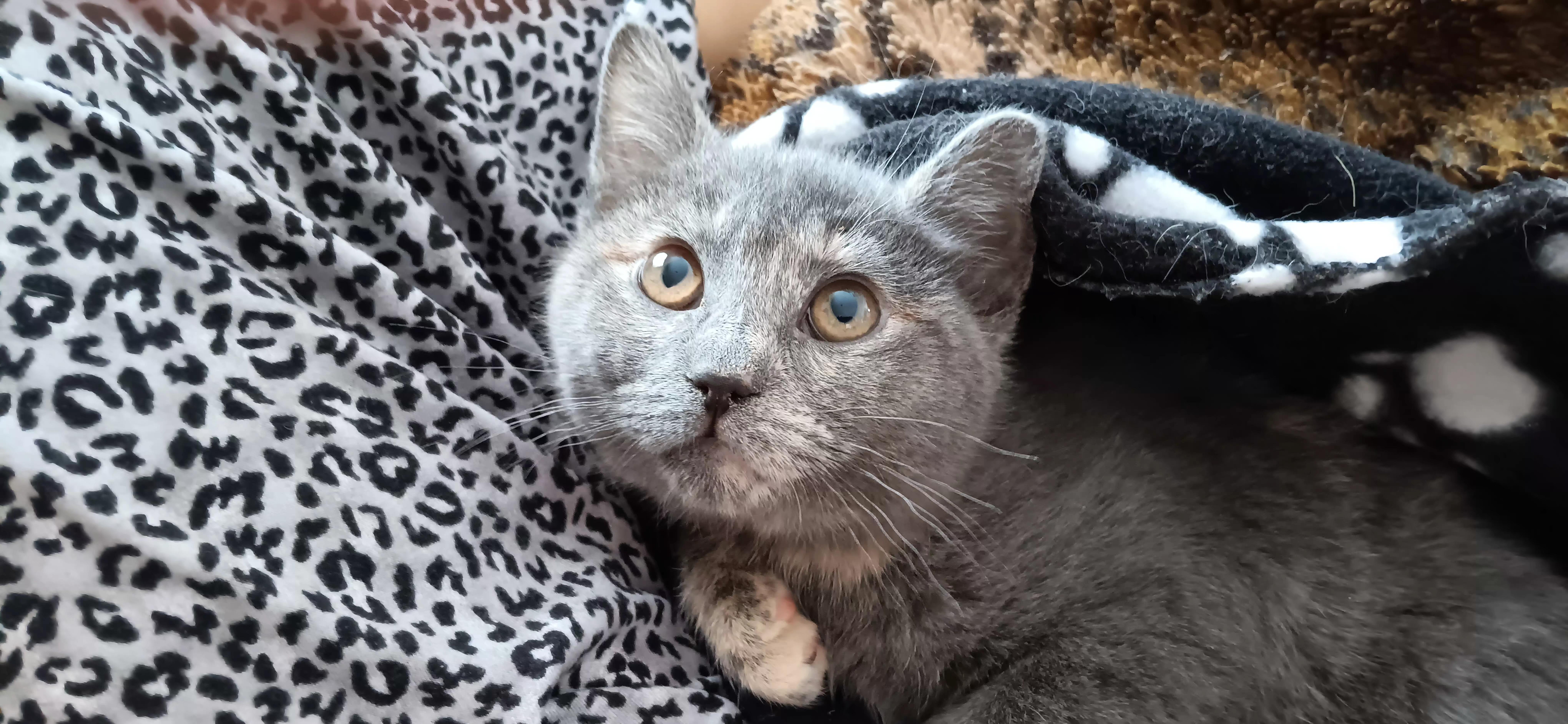 Cinnabun thumbnail 3