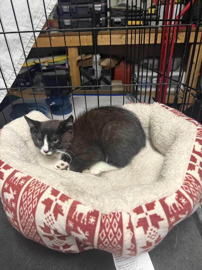 A baby small-sized female Black & White / Tuxedo Tuxedo cat named Tallulah for adoption in CANONSBURG, PA