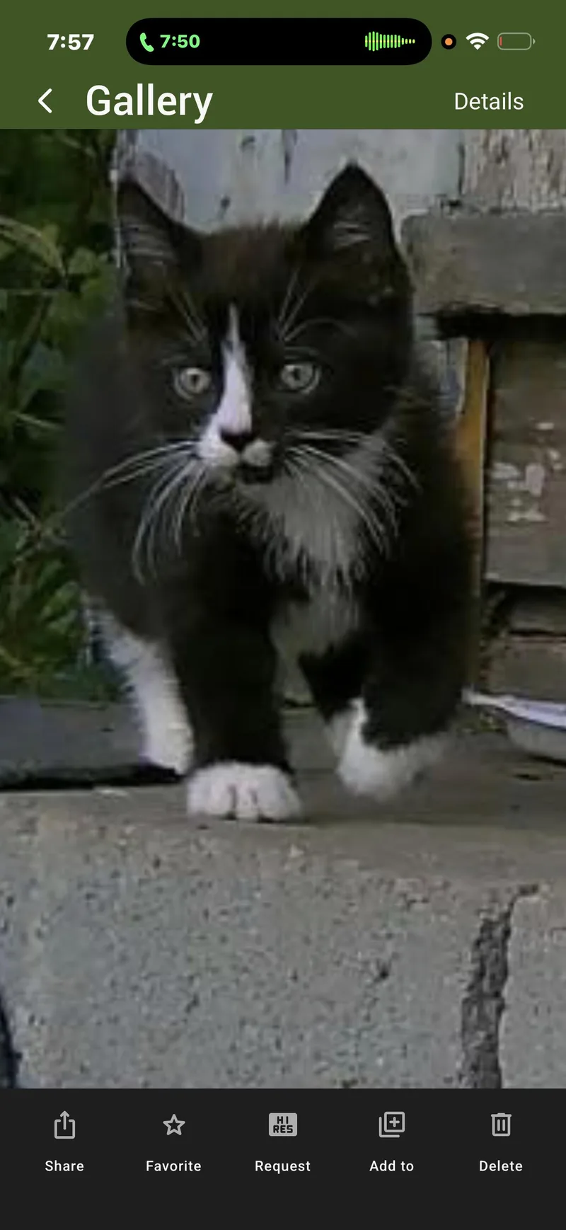 Tallulah thumbnail 2
