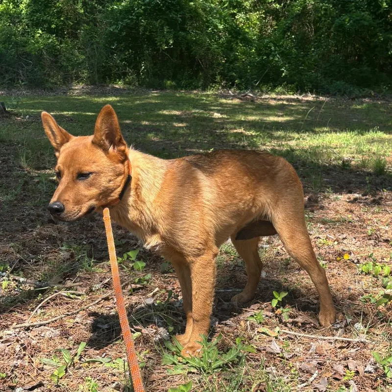 A young medium-sized male Yellow / Tan / Blond / Fawn Mixed Breed dog named Lenny for adoption in Columbus, GA