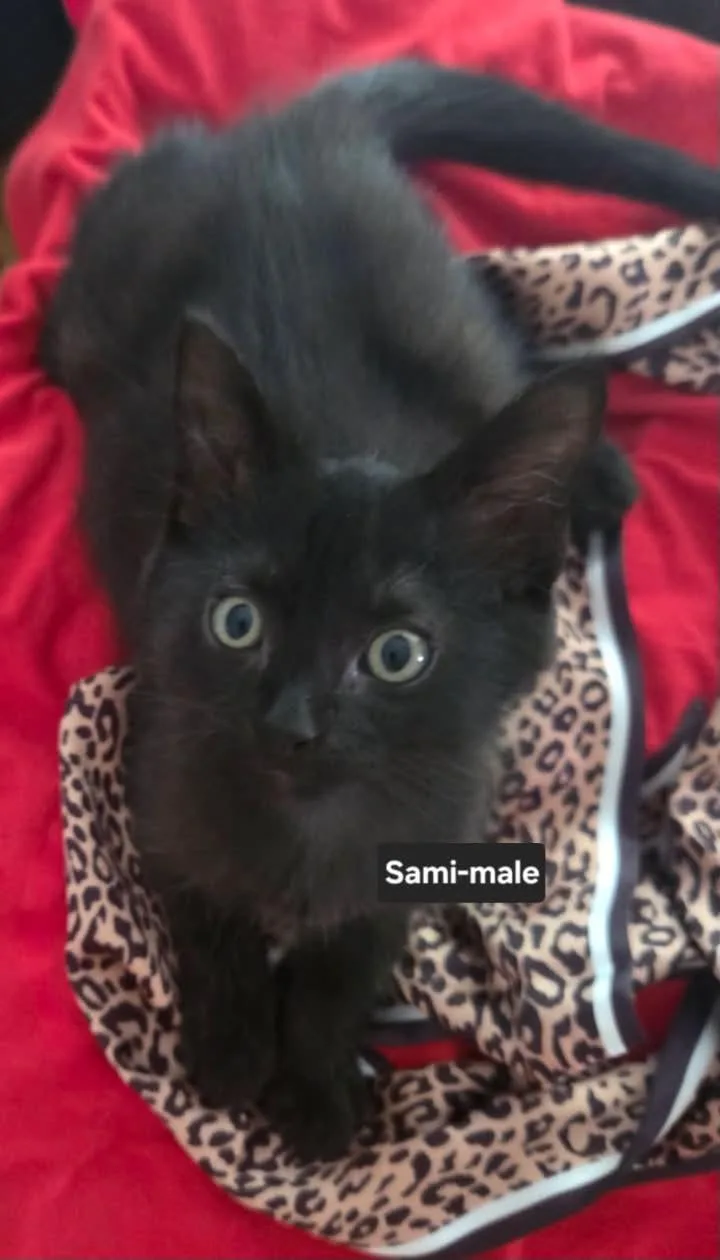 Sami thumbnail 3