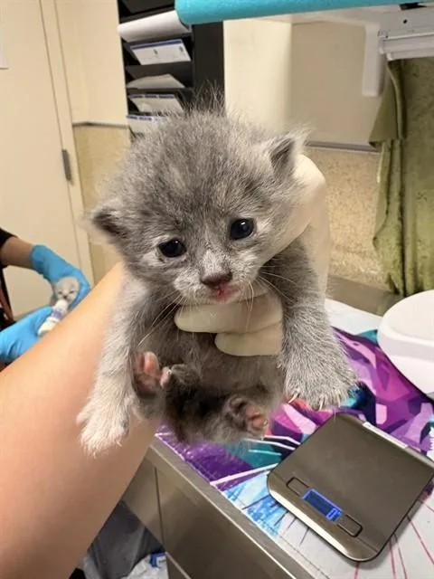 A baby small-sized female Domestic Short Hair cat named Miley for adoption in Riverside, CA