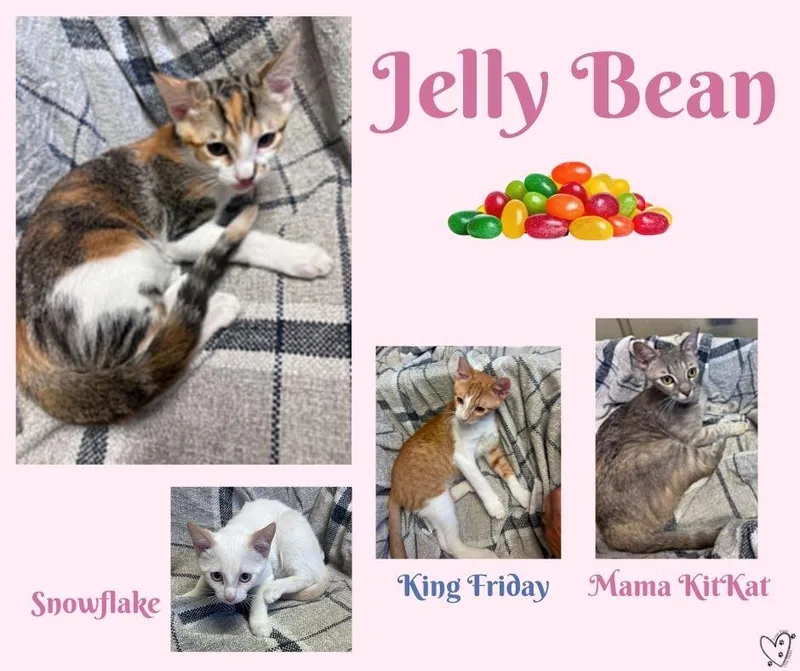 A baby medium-sized female Calico cat named Jelly Bean for adoption in Trophy Club, TX