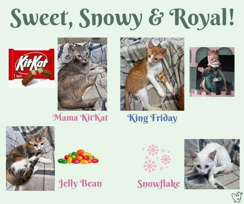 Jelly Bean thumbnail 2