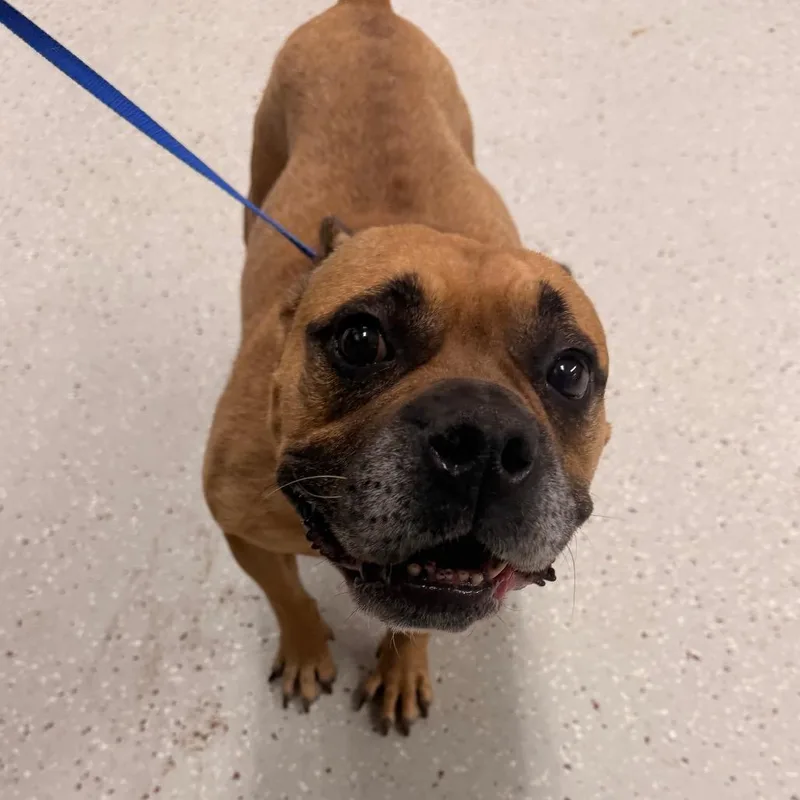 An adult medium-sized female Yellow / Tan / Blond / Fawn American Bulldog dog named Moon for adoption in Indianapolis, IN