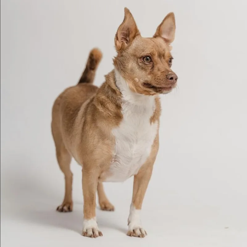 An adult small-sized male Chihuahua dog named Cheto for adoption in Manvel, TX