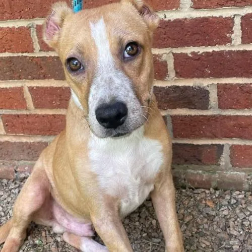 A baby medium-sized male Apricot / Beige Boxer dog named Ely for adoption in Washington DC, DC