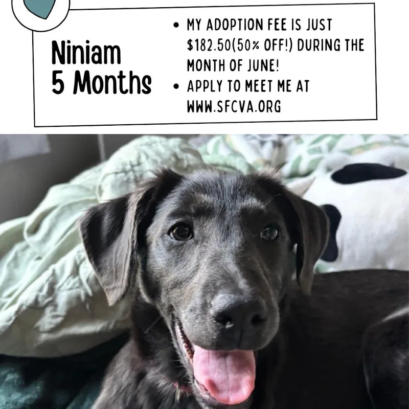 Niniam thumbnail 3