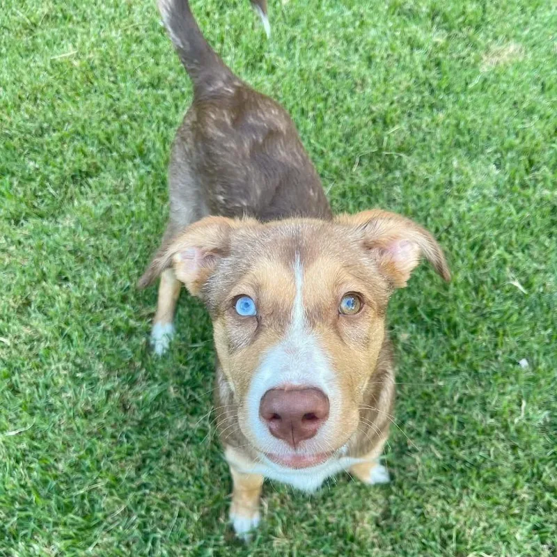 A baby small-sized female Mixed Breed dog named Caroline for adoption in Memphis, TN