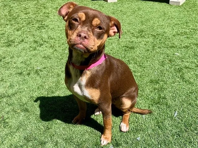 A young small-sized female Brown / Chocolate Chihuahua dog named Save Me Please! Pressure for adoption in San Marcos, CA