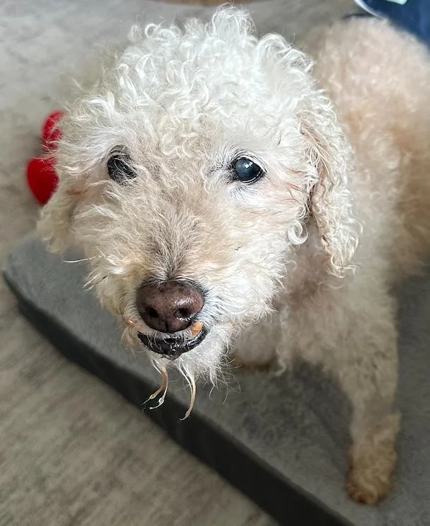 A senior small-sized male White / Cream Poodle (Toy) dog named Nico for adoption in Monroe, NC