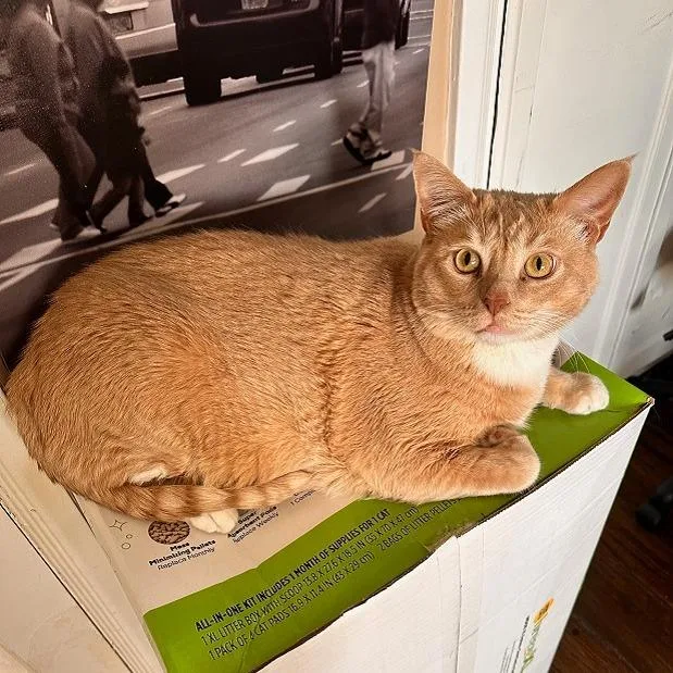 Pumpkin T thumbnail 2