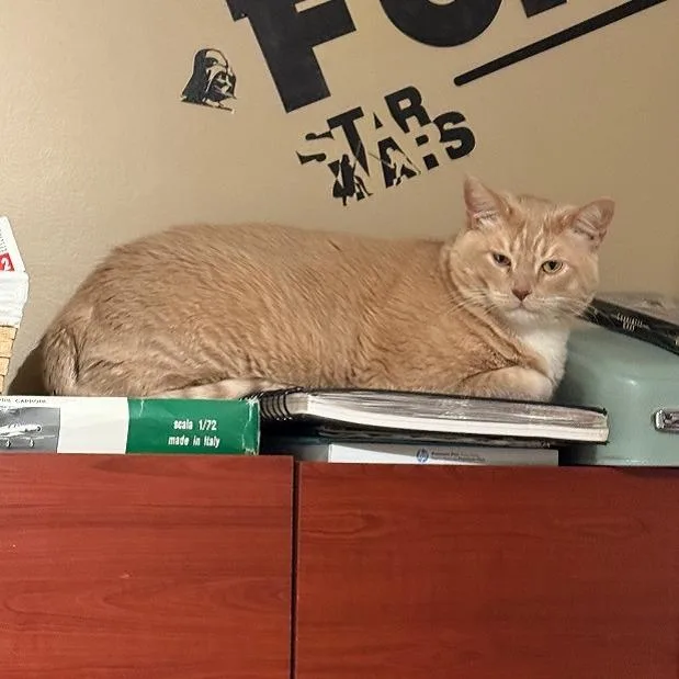 Pumpkin T thumbnail 3