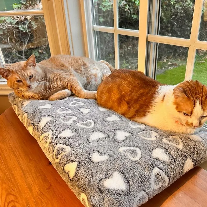 Pumpkin T thumbnail 4