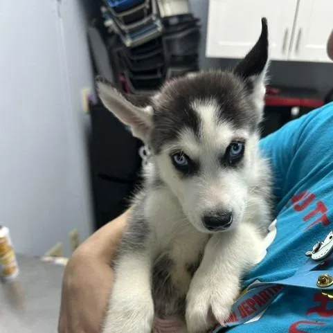 A baby small-sized male Husky dog named Jared for adoption in Indianapolis, IN