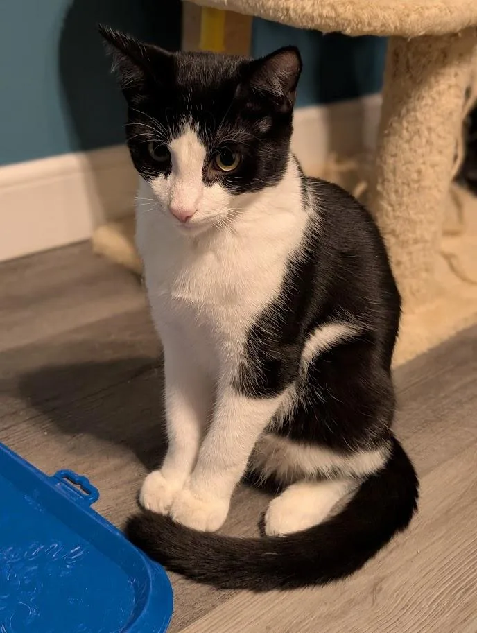 A young medium-sized male Domestic Short Hair cat named Willie for adoption in Kohler, WI