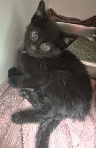 A baby small-sized male Domestic Short Hair cat named Vans for adoption in Decatur, IL