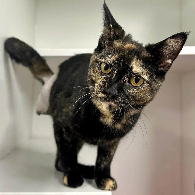 A young small-sized female Domestic Short Hair cat named Greenery for adoption in St Joseph, MO