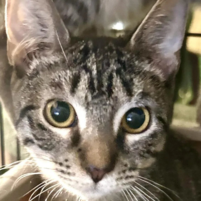 A young small-sized female Brown / Chocolate Domestic Short Hair cat named Amaretto for adoption in Fort Lauderdale, FL