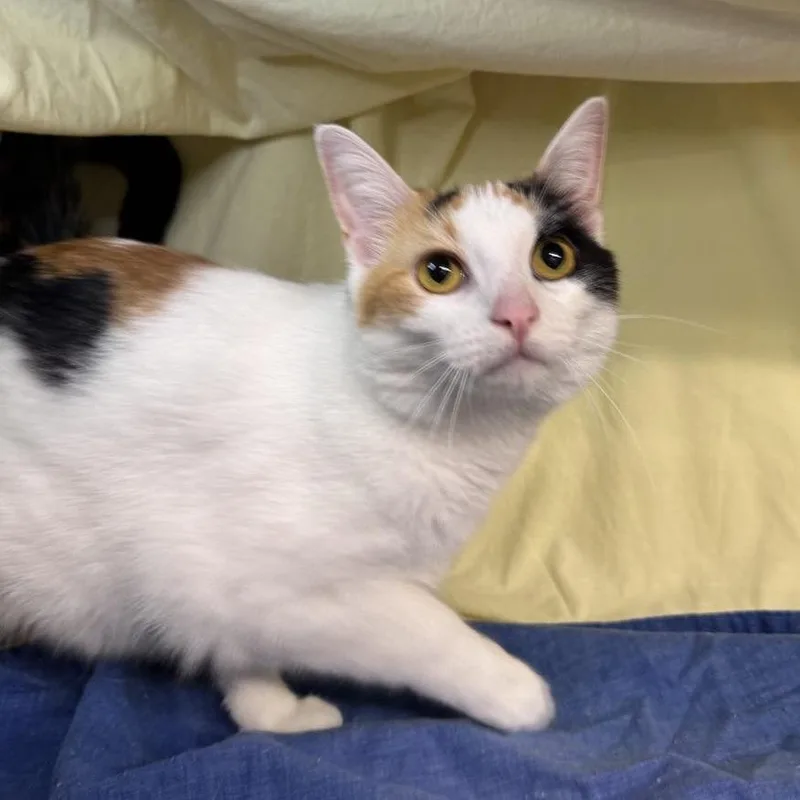 Trinity Diva thumbnail 2