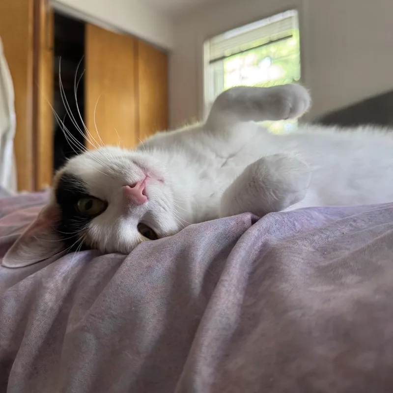 Trinity Diva thumbnail 3