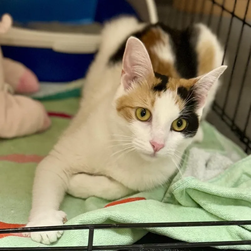 Trinity Diva thumbnail 5