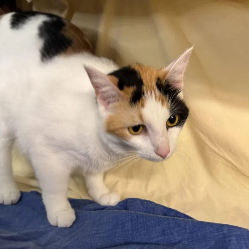 Trinity Diva thumbnail 6