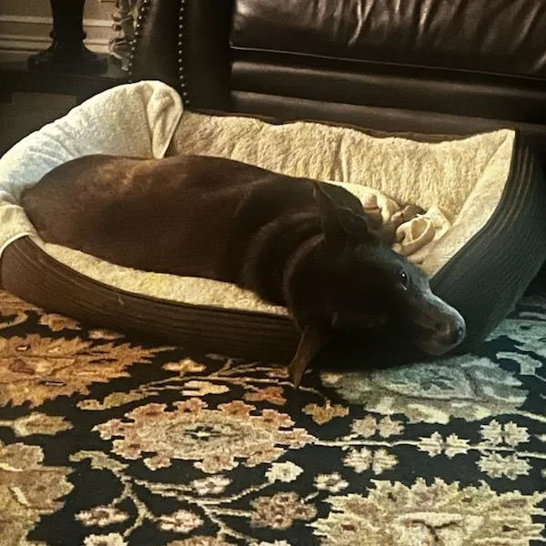 A senior small-sized female Brown / Chocolate Mixed Breed dog named Ethel for adoption in Duncan, OK