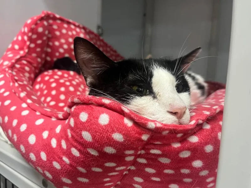 A young medium-sized male Domestic Short Hair cat named Binary Fission for adoption in Raleigh, NC