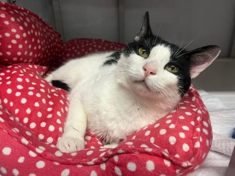 Binary Fission thumbnail 2